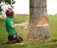 Abattage arbres et haies 66